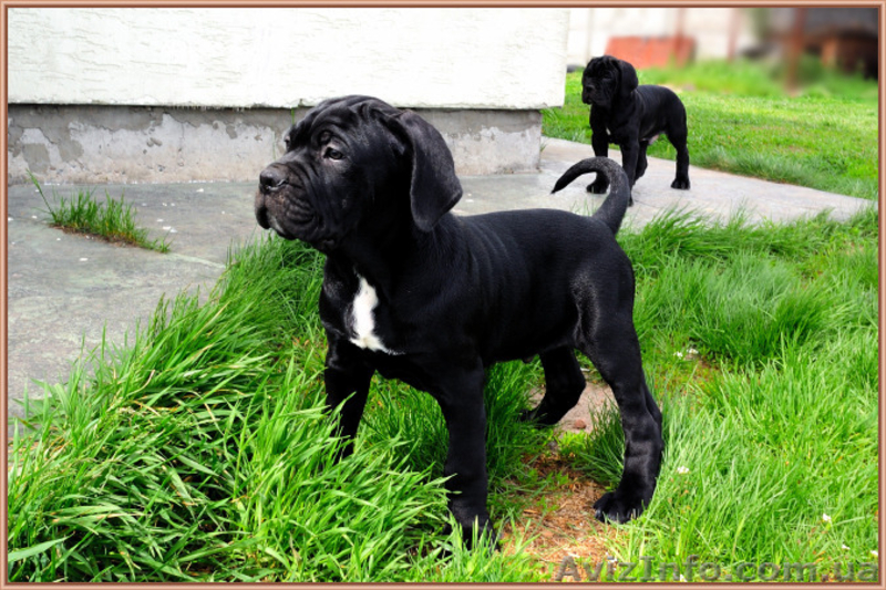 Щенки Кане Корсо. Питомник представляет суперпомет. - <ro>Изображение</ro><ru>Изображение</ru> #7, <ru>Объявление</ru> #1448372