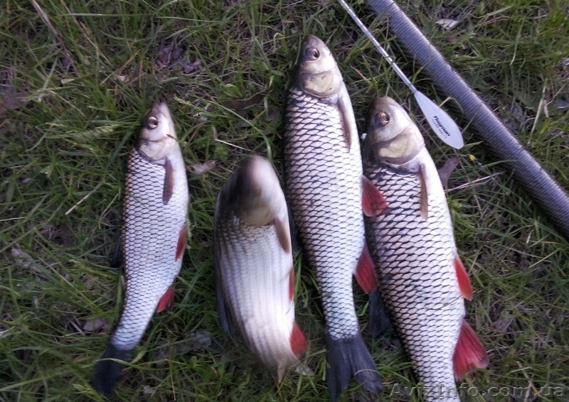 Мушки Оса, комарики, жуки, мухи - <ro>Изображение</ro><ru>Изображение</ru> #6, <ru>Объявление</ru> #1454226