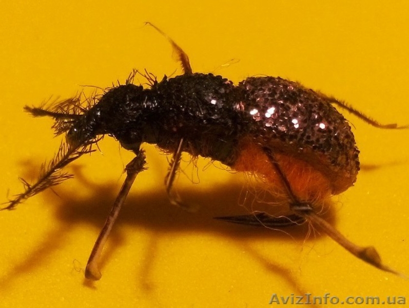 Мушки Оса, комарики, жуки, мухи - <ro>Изображение</ro><ru>Изображение</ru> #5, <ru>Объявление</ru> #1454226