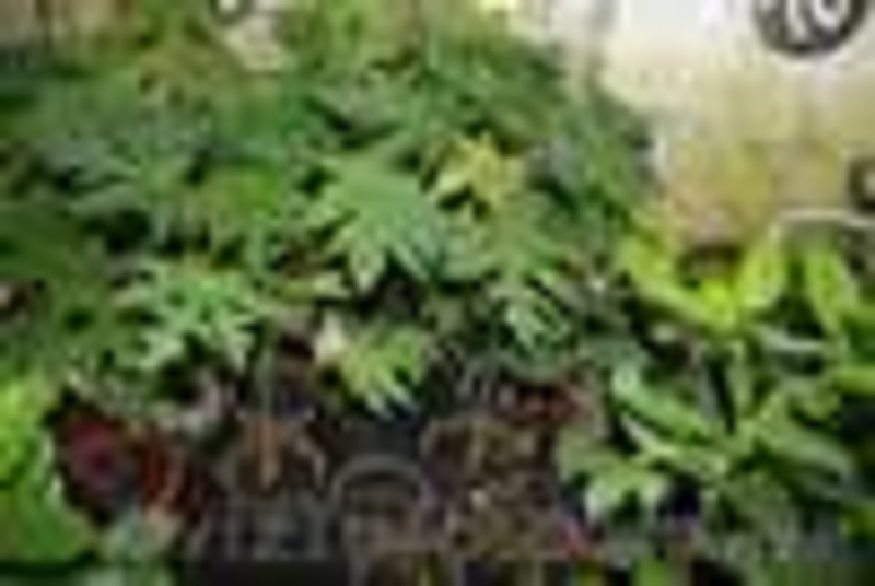 Лимон комнатный плодоносящий - <ro>Изображение</ro><ru>Изображение</ru> #4, <ru>Объявление</ru> #1414306