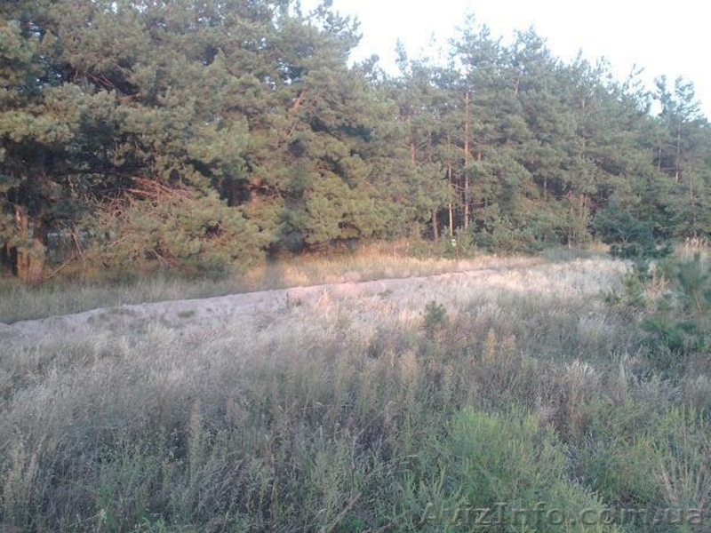 Участок в лесу. Асфальт по самый участок. - <ro>Изображение</ro><ru>Изображение</ru> #3, <ru>Объявление</ru> #1469944