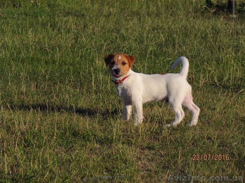 Продам Щенки джек рассел терьер - <ro>Изображение</ro><ru>Изображение</ru> #1, <ru>Объявление</ru> #1472396