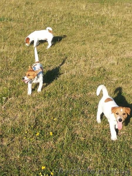 Продам Щенки джек рассел терьер - <ro>Изображение</ro><ru>Изображение</ru> #2, <ru>Объявление</ru> #1472396