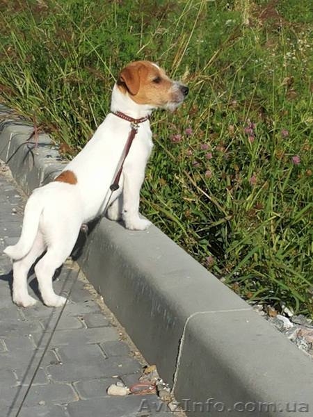 Продам Щенки джек рассел терьер - <ro>Изображение</ro><ru>Изображение</ru> #3, <ru>Объявление</ru> #1472396