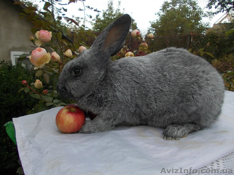 Самцы и самки серебристых кроликов (круглогодично) - <ro>Изображение</ro><ru>Изображение</ru> #1, <ru>Объявление</ru> #1468858