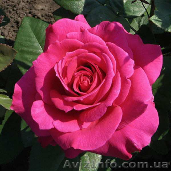 Саженцы роз с открытой корневой системой, привитые на шиповнике, двухлетки - <ro>Изображение</ro><ru>Изображение</ru> #1, <ru>Объявление</ru> #1468860