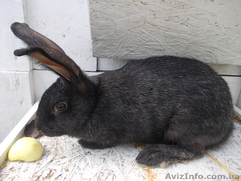 Самцы и самки серебристых кроликов (круглогодично) - <ro>Изображение</ro><ru>Изображение</ru> #8, <ru>Объявление</ru> #1468858
