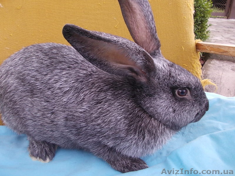 Самцы и самки серебристых кроликов (круглогодично) - <ro>Изображение</ro><ru>Изображение</ru> #4, <ru>Объявление</ru> #1468858