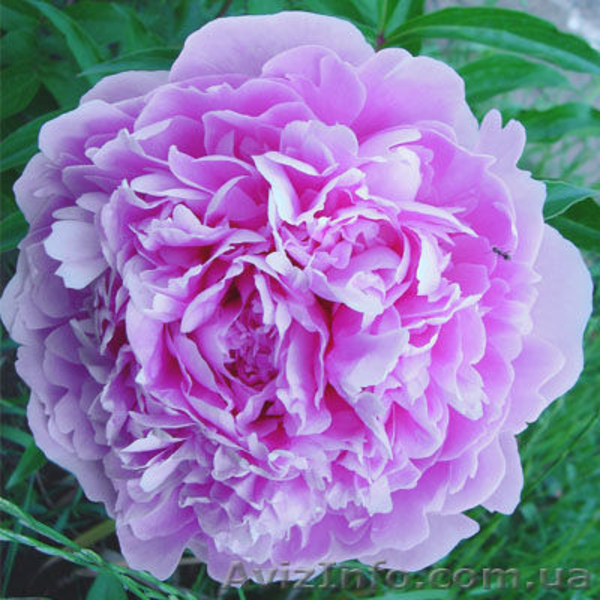 Очаровательные махровые травянистые пионы из частной коллекции - <ro>Изображение</ro><ru>Изображение</ru> #2, <ru>Объявление</ru> #1468864