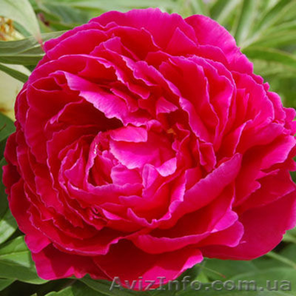 Очаровательные махровые травянистые пионы из частной коллекции - <ro>Изображение</ro><ru>Изображение</ru> #1, <ru>Объявление</ru> #1468864