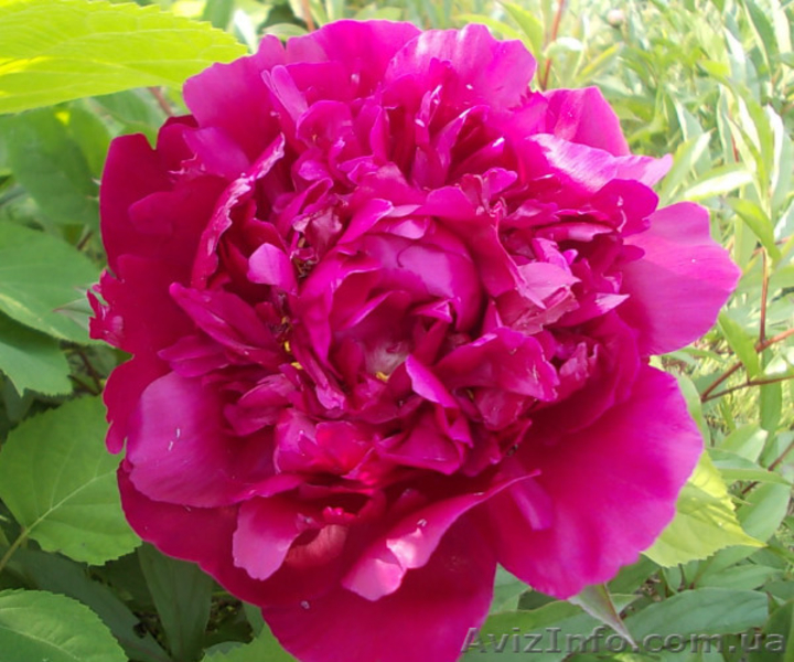 Очаровательные махровые травянистые пионы из частной коллекции - <ro>Изображение</ro><ru>Изображение</ru> #4, <ru>Объявление</ru> #1468864