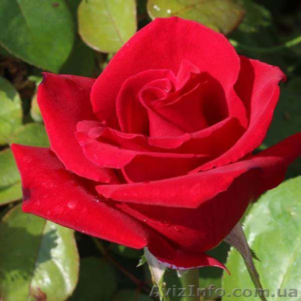 Саженцы роз с открытой корневой системой, привитые на шиповнике, двухлетки - <ro>Изображение</ro><ru>Изображение</ru> #9, <ru>Объявление</ru> #1468860