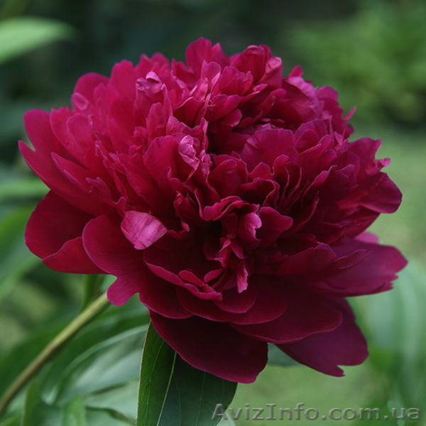 Очаровательные махровые травянистые пионы из частной коллекции - <ro>Изображение</ro><ru>Изображение</ru> #8, <ru>Объявление</ru> #1468864