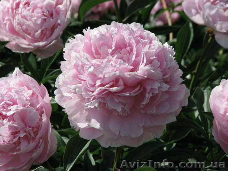 Очаровательные махровые травянистые пионы из частной коллекции - <ro>Изображение</ro><ru>Изображение</ru> #3, <ru>Объявление</ru> #1468864