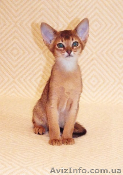 Абиссинский котенок - неповторимость и шик вашего дома - <ro>Изображение</ro><ru>Изображение</ru> #2, <ru>Объявление</ru> #380702