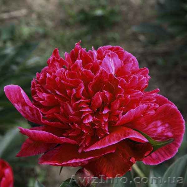 Очаровательные махровые травянистые пионы из частной коллекции - <ro>Изображение</ro><ru>Изображение</ru> #10, <ru>Объявление</ru> #1468864