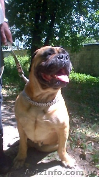 Передержка собак в квартире - <ro>Изображение</ro><ru>Изображение</ru> #4, <ru>Объявление</ru> #1242271