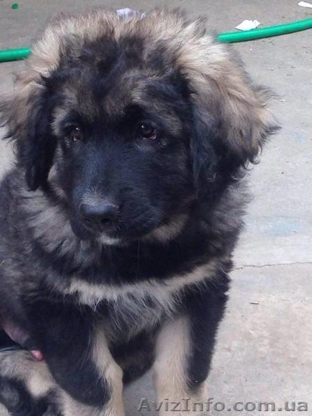 Продам высокопородных щенят кавказской овчарки - <ro>Изображение</ro><ru>Изображение</ru> #1, <ru>Объявление</ru> #1479809