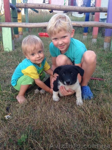 Продам высокопородных щенят кавказской овчарки - <ro>Изображение</ro><ru>Изображение</ru> #3, <ru>Объявление</ru> #1479809