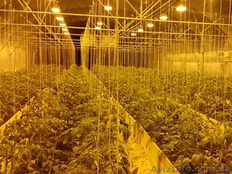 Теплицы промышленные под пленку. Теплицы для бизнеса.  - <ro>Изображение</ro><ru>Изображение</ru> #3, <ru>Объявление</ru> #1480882