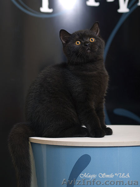 Магия черного окраса - чистокровный британский мальчик - <ro>Изображение</ro><ru>Изображение</ru> #1, <ru>Объявление</ru> #1479645