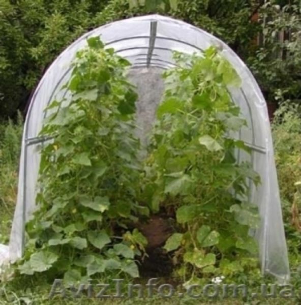 Теплица - парник р-р 1х4.5х1.1 м. (с плёнкой) - <ro>Изображение</ro><ru>Изображение</ru> #2, <ru>Объявление</ru> #1480892