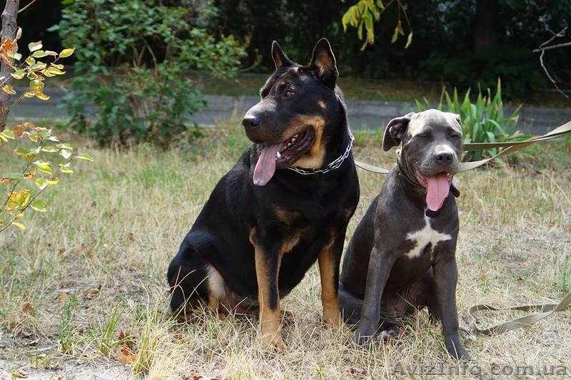 Передержка собак в квартире - <ro>Изображение</ro><ru>Изображение</ru> #5, <ru>Объявление</ru> #1242271