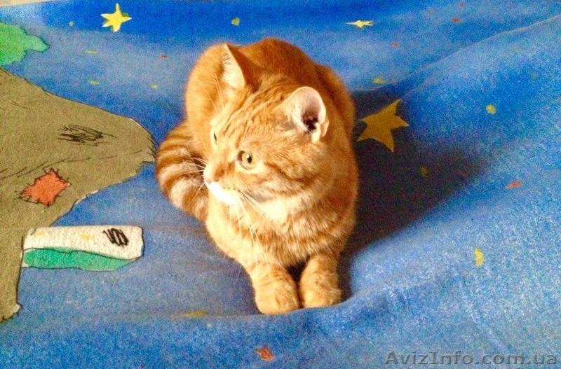 Передержка для кошек и собак - <ro>Изображение</ro><ru>Изображение</ru> #3, <ru>Объявление</ru> #1244358