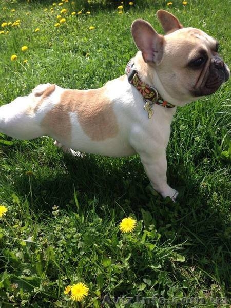 Дрессировка собак и зоопсихология - занятия для школьников и всех желающих - <ro>Изображение</ro><ru>Изображение</ru> #5, <ru>Объявление</ru> #1484035