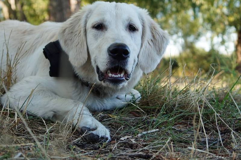 Передержка собак в квартире - <ro>Изображение</ro><ru>Изображение</ru> #6, <ru>Объявление</ru> #1242271