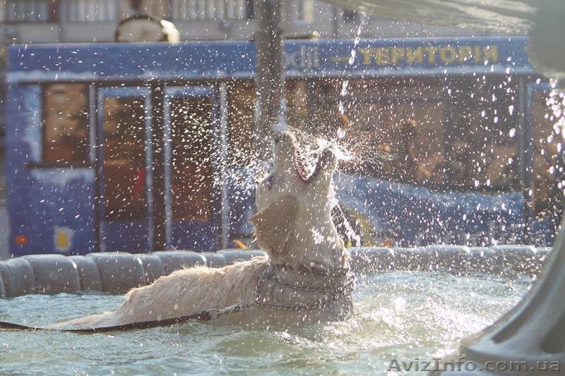 Дрессировка собак и зоопсихология - занятия для школьников и всех желающих - <ro>Изображение</ro><ru>Изображение</ru> #3, <ru>Объявление</ru> #1484035