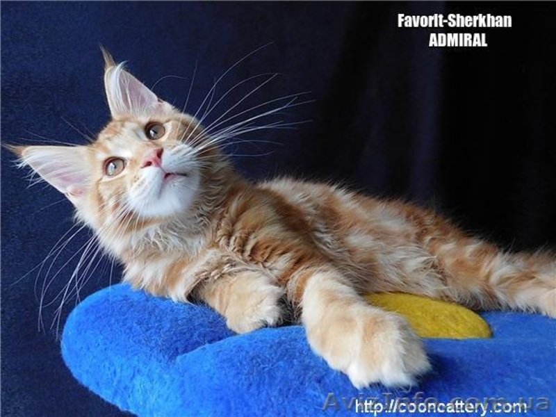 Котята Мейн Кун от Чемпиона Мира - <ro>Изображение</ro><ru>Изображение</ru> #4, <ru>Объявление</ru> #1484569