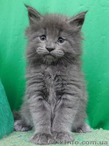 Котята Мейн Кун от Чемпиона Мира - <ro>Изображение</ro><ru>Изображение</ru> #2, <ru>Объявление</ru> #1484569