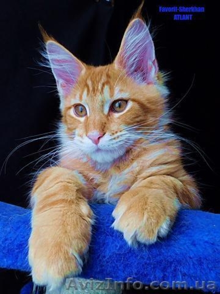 Котята Мейн Кун от Чемпиона Мира - <ro>Изображение</ro><ru>Изображение</ru> #1, <ru>Объявление</ru> #1484569