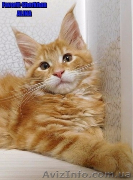 Котята Мейн Кун от Чемпиона Мира - <ro>Изображение</ro><ru>Изображение</ru> #5, <ru>Объявление</ru> #1484569