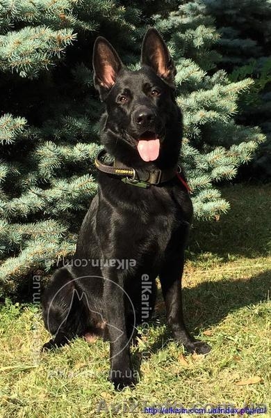 Черная немецкая овчарка - <ro>Изображение</ro><ru>Изображение</ru> #1, <ru>Объявление</ru> #1484845
