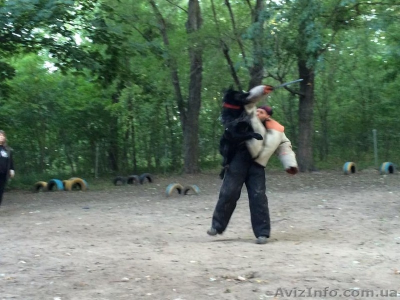 Черная немецкая овчарка - <ro>Изображение</ro><ru>Изображение</ru> #4, <ru>Объявление</ru> #1484845