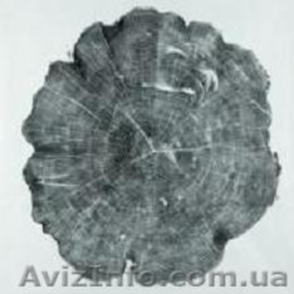 Кап, сувель, бруски, корень, торцевой срез  с красивешей текстурой. - <ro>Изображение</ro><ru>Изображение</ru> #9, <ru>Объявление</ru> #1371751