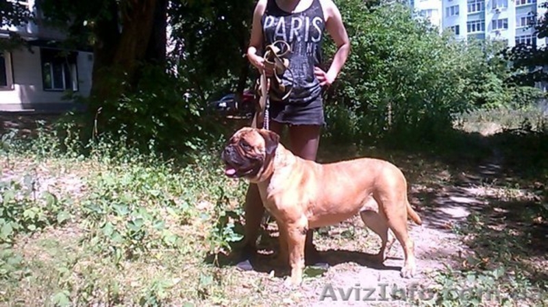 Дрессировка собак и зоопсихология - занятия для школьников и всех желающих - <ro>Изображение</ro><ru>Изображение</ru> #4, <ru>Объявление</ru> #1484035