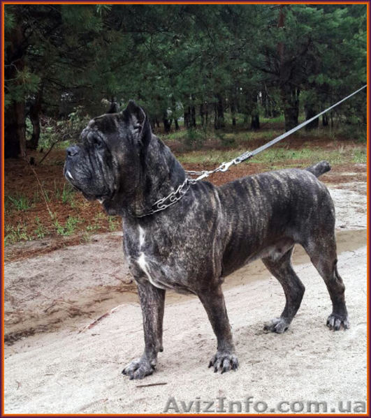 Щенок Кане Корсо. Питомник представляет суперпомет. - <ro>Изображение</ro><ru>Изображение</ru> #3, <ru>Объявление</ru> #1485365