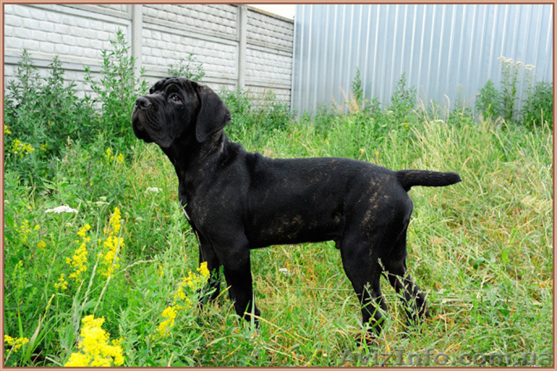 Подрощенный щенок кане корсо настоящий шоу-класс.  КСУ-FCI. - <ro>Изображение</ro><ru>Изображение</ru> #1, <ru>Объявление</ru> #1493419