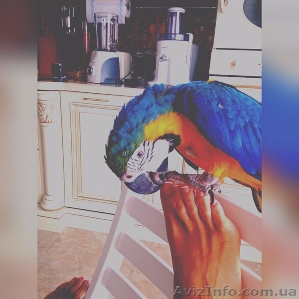 Попугай Ара+ Вольер - <ro>Изображение</ro><ru>Изображение</ru> #3, <ru>Объявление</ru> #1490120