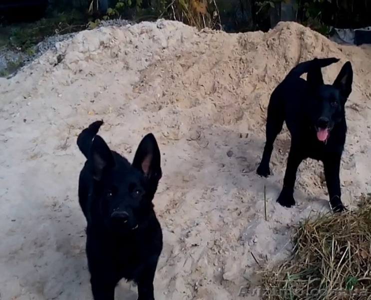 Черные щенки немецкой овчарки рабочего разведения - <ro>Изображение</ro><ru>Изображение</ru> #2, <ru>Объявление</ru> #1491397