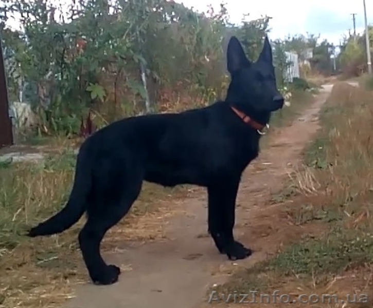 Черные щенки немецкой овчарки рабочего разведения - <ro>Изображение</ro><ru>Изображение</ru> #5, <ru>Объявление</ru> #1491397