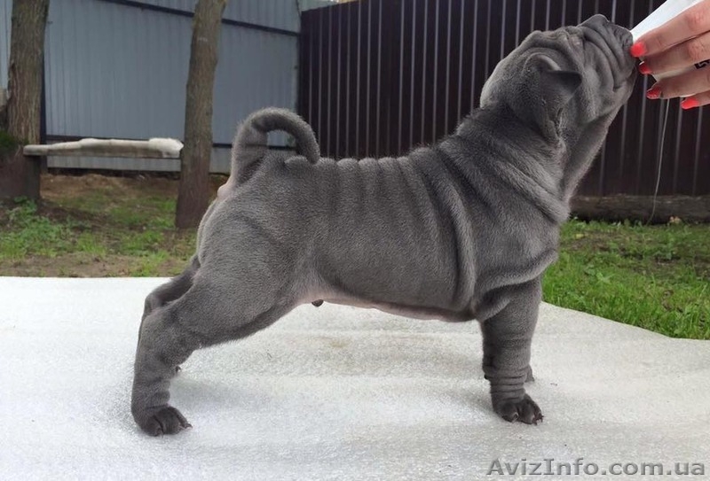 Продам голубую девочку шарпея - <ro>Изображение</ro><ru>Изображение</ru> #3, <ru>Объявление</ru> #1502951