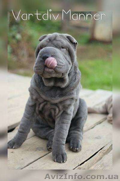 Продам голубую девочку шарпея - <ro>Изображение</ro><ru>Изображение</ru> #4, <ru>Объявление</ru> #1502951