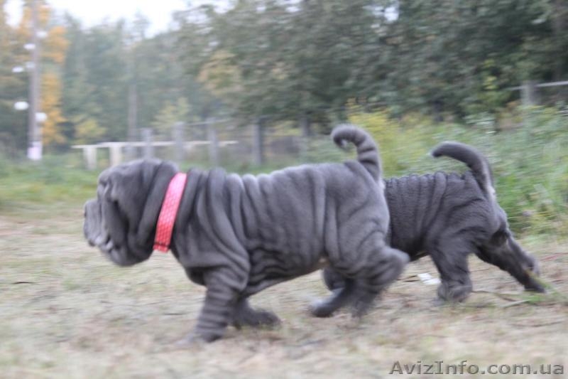 Продам голубую девочку шарпея - <ro>Изображение</ro><ru>Изображение</ru> #2, <ru>Объявление</ru> #1502951