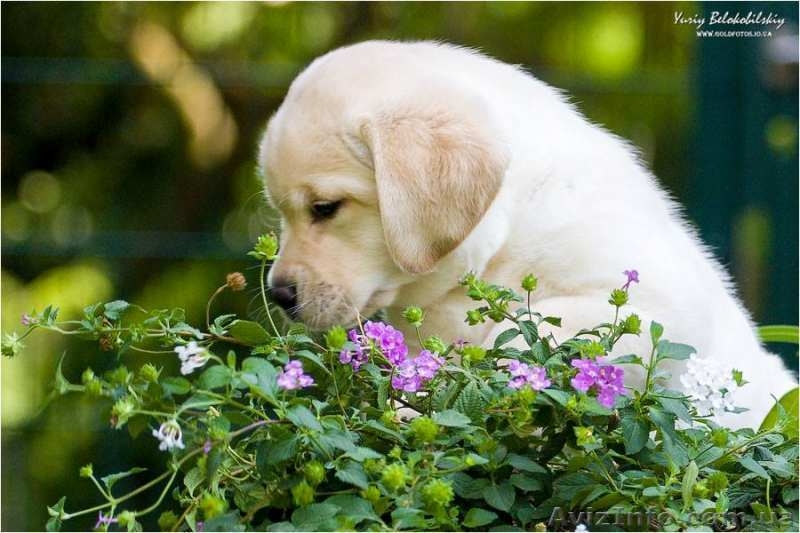 Щенок лабрадора ретривера палевого окраса - <ro>Изображение</ro><ru>Изображение</ru> #2, <ru>Объявление</ru> #1500888