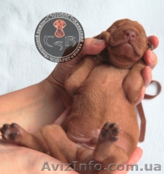 Щенки венгерской легавой - <ro>Изображение</ro><ru>Изображение</ru> #2, <ru>Объявление</ru> #1498809