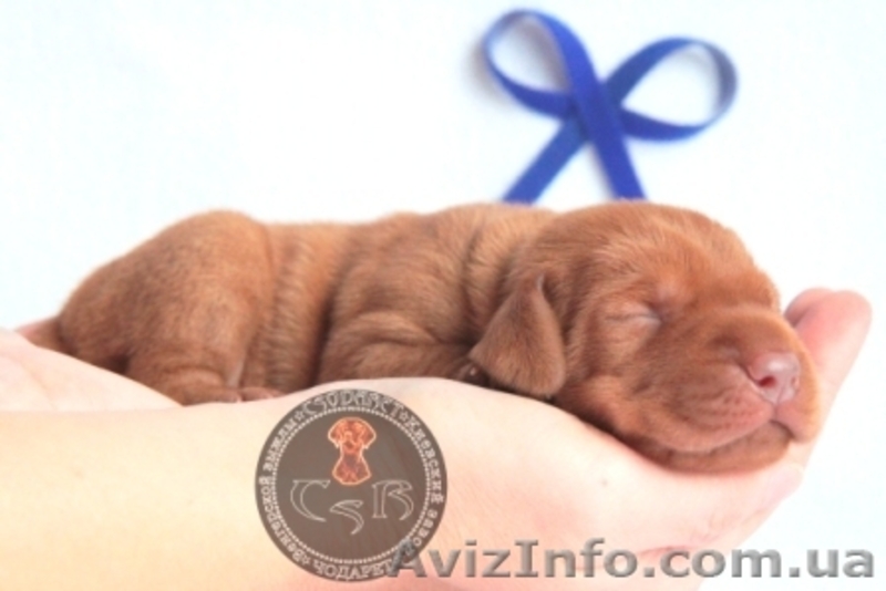 Щенки венгерской легавой - <ro>Изображение</ro><ru>Изображение</ru> #3, <ru>Объявление</ru> #1498809